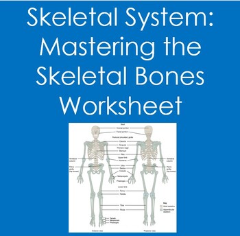 Preview of Skeletal System: Mastering the Skeletal Bones Worksheet (Anatomy, Biology)