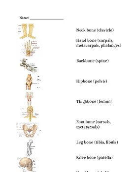 Preview of Skeletal System Matching