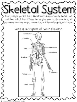 Skeletal System Model By The Applicious Teacher Tpt