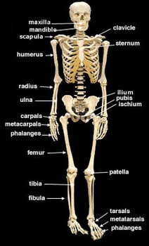 Preview of Skeletal System Muscular System Review