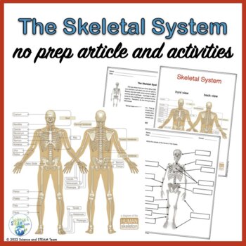 Preview of Skeletal System Nonfiction Article and Activities