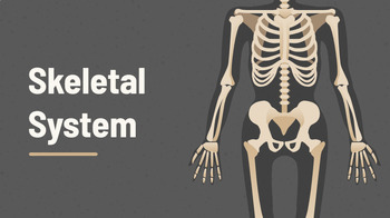 Preview of Skeletal System Notes