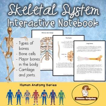 Preview of Skeletal System Notes