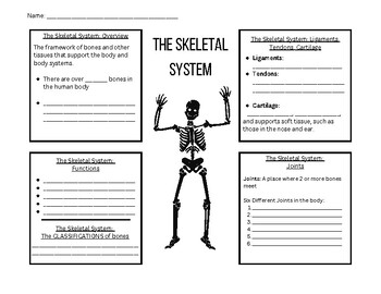 Preview of Skeletal System Notes