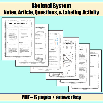 Preview of Skeletal System (Notes, Article, Questions, and Labeling Activity)
