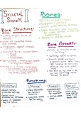 Skeletal System One-Pager