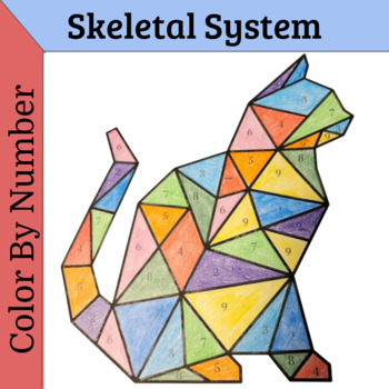 Skeletal System PDF Color By Number by JayZee | TPT