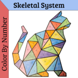 Skeletal System PDF Color By Number