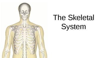 Skeletal System PPT by Ashley Fairchild's Mix of Resources | TpT