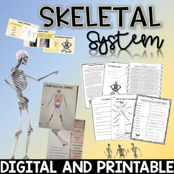 Preview of Skeletal System | Human Body Systems | Bones, Skeleton, Vocabulary, Labeling