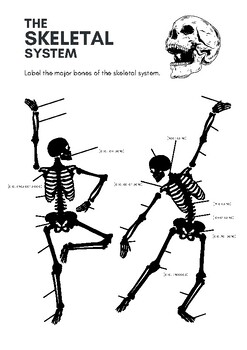 Preview of Skeletal System Packet