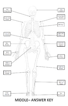Skeletal System Poster (Cut-and-Paste Bones of the Skeleton) by Alexis