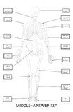 Skeletal System Poster (Cut-and-Paste Bones of the Skeleton)