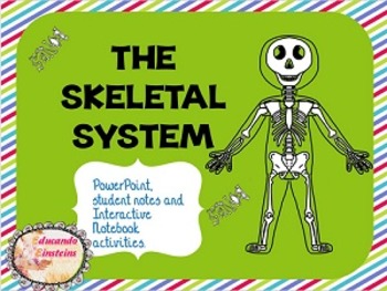 Preview of Skeletal System PowerPoint, Notes and Interactive Notebook activities FREEBIE
