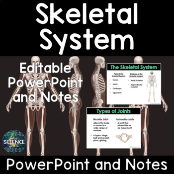 Preview of Skeletal System - PowerPoint and Notes