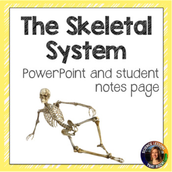 Preview of The Skeletal System