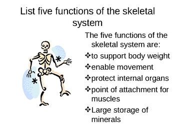Preview of Skeletal System Powerpoint