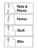 Skeletal System Puzzles