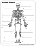 Skeletal System (Blank and labeled diagram)
