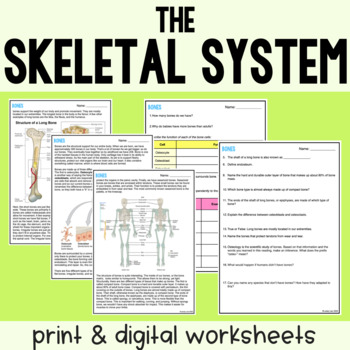 Preview of Skeletal System - Reading Comprehension Worksheets