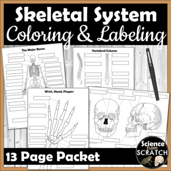 Preview of Skeletal System - Skeleton Coloring and Labeling Packet
