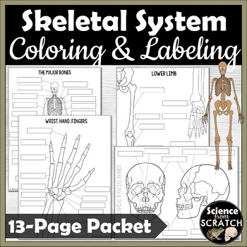 Preview of Skeletal System - Skeleton Coloring and Labeling Packet | Anatomy
