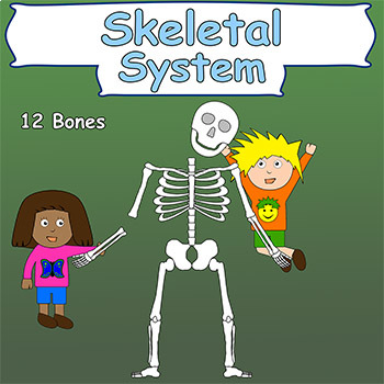 Preview of Skeletal System (Skeleton and bones)
