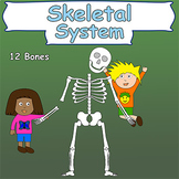 Skeletal System (Skeleton and bones)