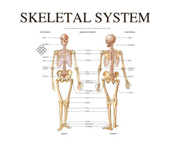 Preview of Skeletal System Slide presentation, Study Guide. and Test