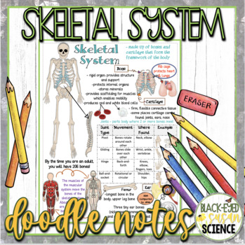 Preview of Skeletal System Doodle Notes & Quiz