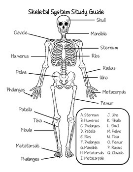Skeletal System Study Guide by Fantastic in 4th | TpT
