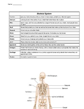 Preview of Skeletal System Study Guide