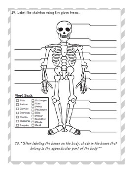 Skeletal System Test by Chelsea Schwartz | Teachers Pay Teachers