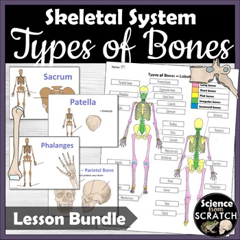 Preview of Types of Bones Stations, Doodle Notes, and Activities | Skeletal System