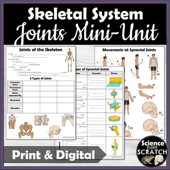 Preview of Joint Types and Movements Mini-Unit | Skeletal System | Anatomy or Health