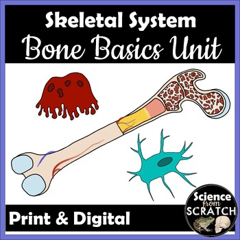 Preview of Skeletal System Unit 1: Bone Basics Unit