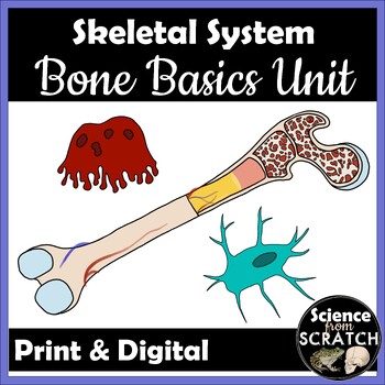 Preview of Skeletal System Unit 1: Bone Basics | PPT Slides, Doodle Notes, & Activities