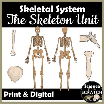 Preview of Skeletal System Unit 2: The Skeleton Unit