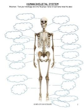 skeletal bones assignment