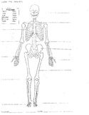 Skeletal System Worksheet 8.5x11 (Label Bones of the Skeleton)