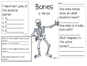 Skeletal System Worksheet (BJU Press) by Elyssa VanDeLinde | TpT