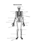 Skeletal System Diagram Worksheets & Teaching Resources | TpT