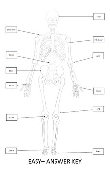 Preview of Skeletal System Worksheet 11x17 (Label Bones of the Skeleton)