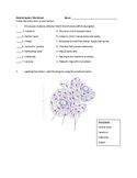Skeletal System Worksheet with Key Anatomy