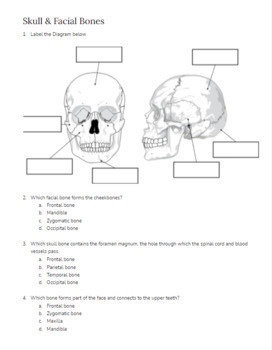 Skeletal System Worksheets // Anatomy & Physiology by Science Ms Willis