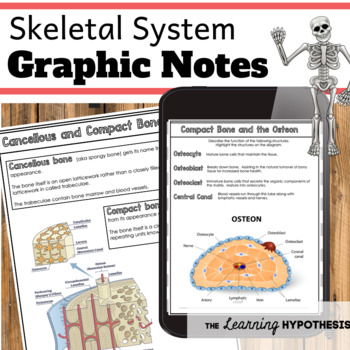 Preview of Skeletal System Worksheets. PDF, Google Slides, and Editable PPT.