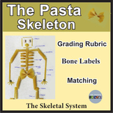 Skeletal System Activity and the Pasta Skeleton, Human Bod