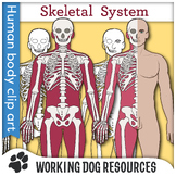Skeletal System clip art