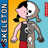 Skeletal System fold and learn