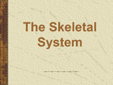 Skeletal System for Middle School - NGSS MYP Science - Skeleton